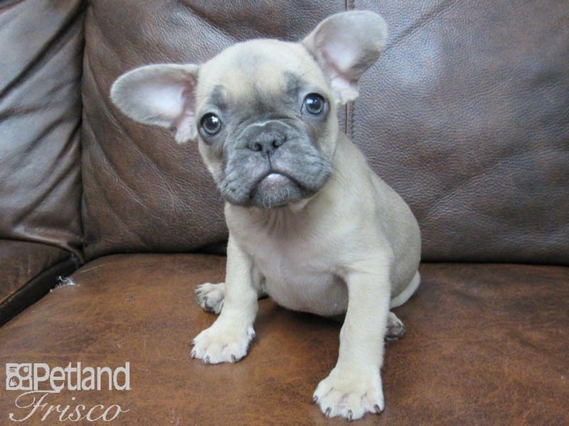 French Bulldog-DOG-Female-Blue Sable-2626880-Petland Frisco, Texas