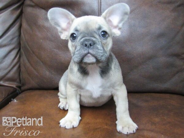 French Bulldog-DOG-Female-Blue Fawn-24804-Petland Frisco, Texas