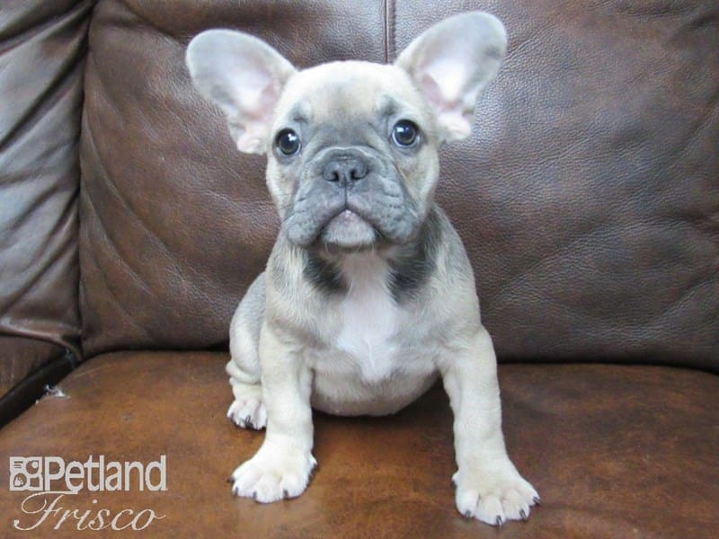 French Bulldog-DOG-Female-Blue Fawn-2626867-Petland Frisco, Texas