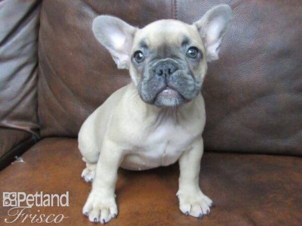 French Bulldog-DOG-Female-Blue Fawn-24803-Petland Frisco, Texas