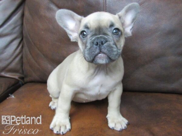 French Bulldog-DOG-Female-Blue Fawn-24803-Petland Frisco & Mckinney, Texas