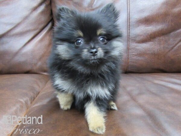 Pomeranian DOG Female Black and Tan 24802 Petland Frisco, Texas