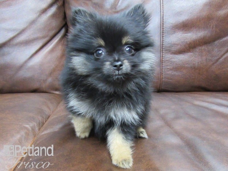 Pomeranian-DOG-Female-Black and Tan-2626805-Petland Frisco, Texas