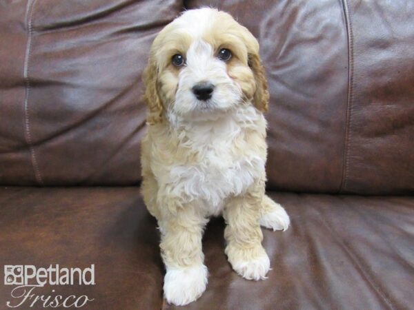 Cock-A-Poo DOG Female Buff and White 24799 Petland Frisco, Texas