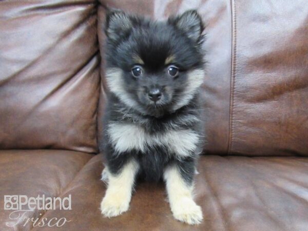 Pomeranian DOG Male Black and Tan 24801 Petland Frisco, Texas