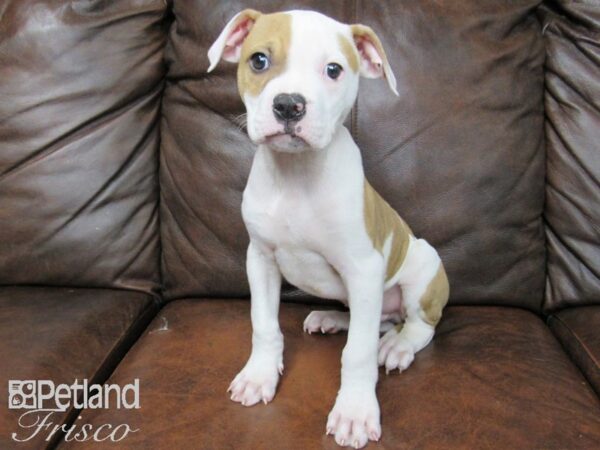 American Bulldog DOG Male White and Red 24800 Petland Frisco, Texas