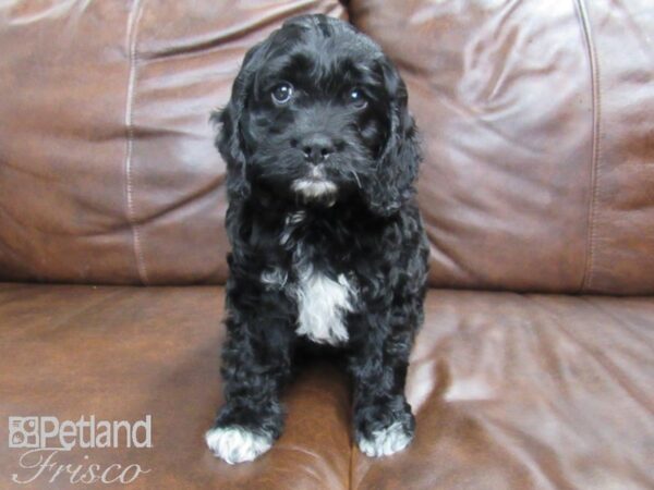 Cock-A-Poo-DOG-Female-Black and White-24797-Petland Frisco & Mckinney, Texas