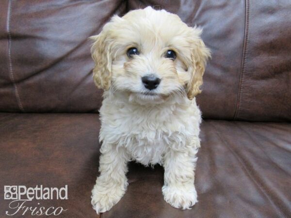 Cock-A-Poo-DOG-Male-Cream-24796-Petland Frisco & Mckinney, Texas