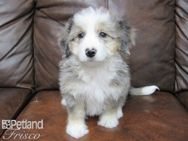 Bernese Mountain Poo DOG Female Blue Merle 24795 Petland Frisco, Texas