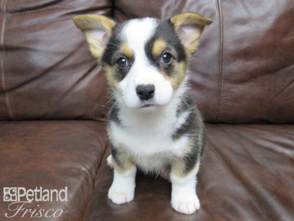 Pembroke Welsh Corgi-DOG-Female-Tri-24794-Petland Frisco & Mckinney, Texas