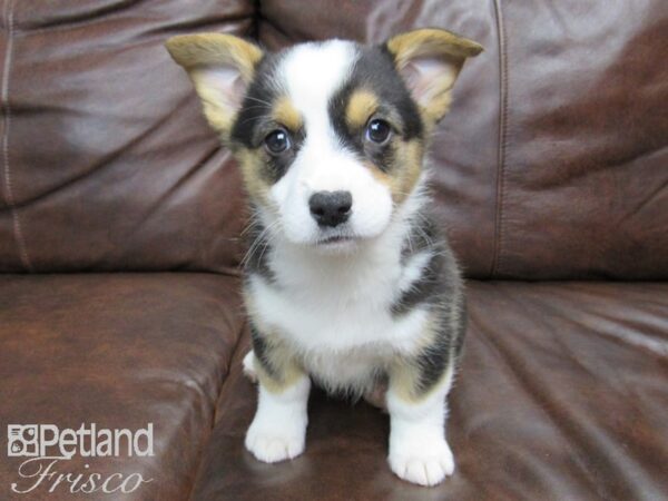 Pembroke Welsh Corgi DOG Female Tri 24794 Petland Frisco, Texas