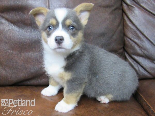 Pembroke Welsh Corgi-DOG-Male-Blue-24793-Petland Frisco & Mckinney, Texas