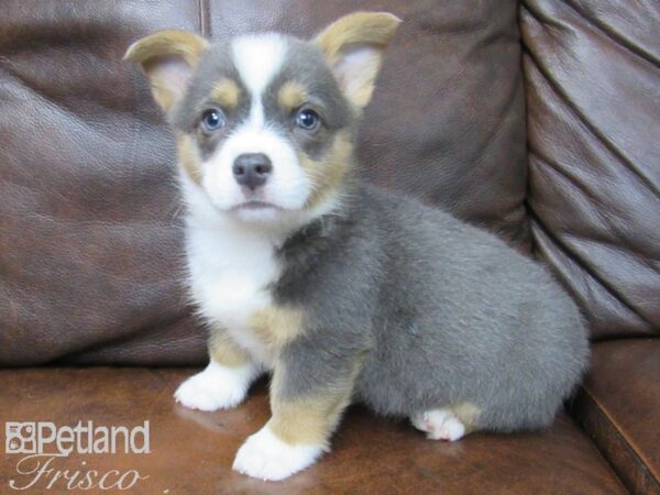 Pembroke Welsh Corgi DOG Male Blue 24793 Petland Frisco, Texas