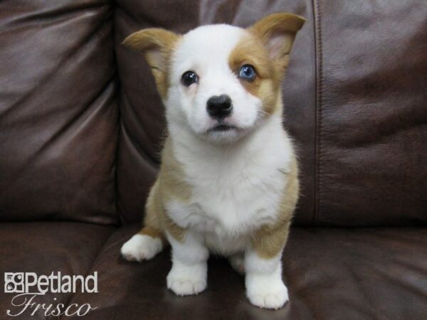 Pembroke Welsh Corgi DOG Female Red and White 24792 Petland Frisco, Texas