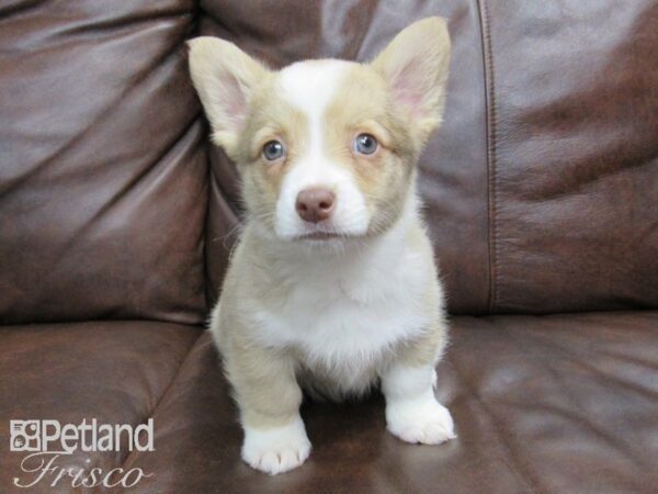 Pembroke Welsh Corgi DOG Female Lilac 24791 Petland Frisco, Texas