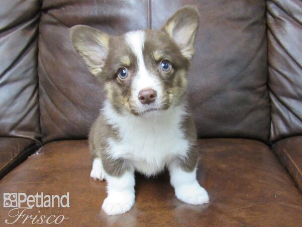 Pembroke Welsh Corgi-DOG-Male-Chocolate-24789-Petland Frisco & Mckinney, Texas