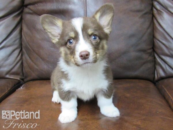 Pembroke Welsh Corgi DOG Male Chocolate 24789 Petland Frisco, Texas