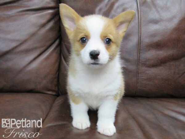 Pembroke Welsh Corgi DOG Male Red and White 24790 Petland Frisco, Texas