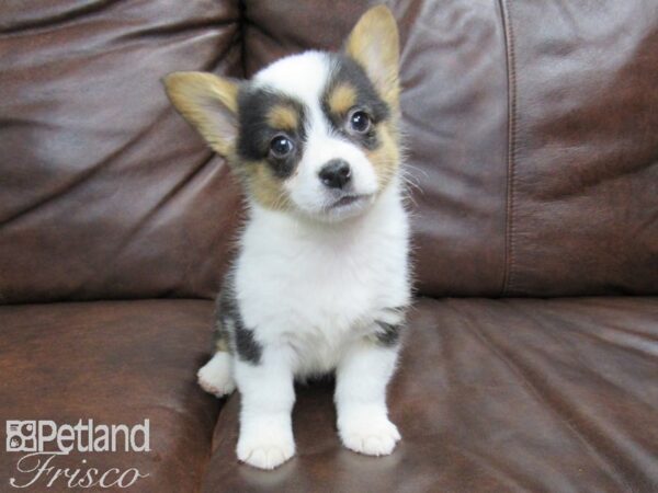 Pembroke Welsh Corgi-DOG-Female-Tri-24788-Petland Frisco, Texas