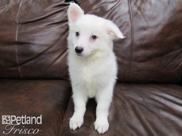 American Eskimo-DOG-Male-White-24787-Petland Frisco, Texas