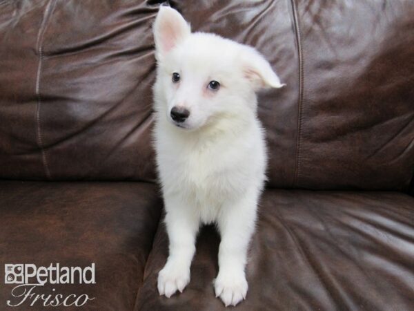American Eskimo-DOG-Male-White-24787-Petland Frisco & Mckinney, Texas