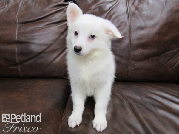 American Eskimo DOG Male White 24787 Petland Frisco, Texas