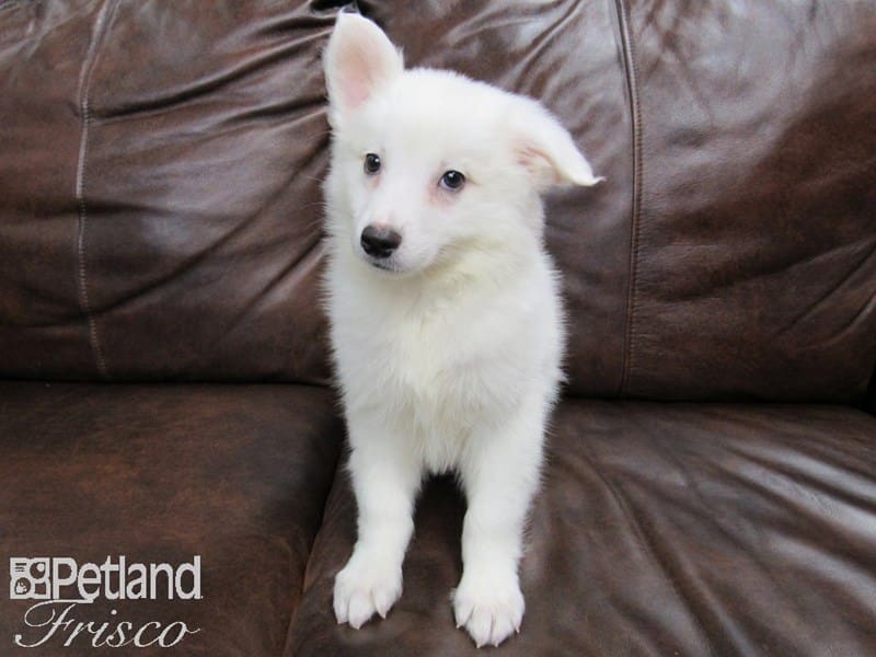 American Eskimo-DOG-Male-White-2626613-Petland Frisco, Texas