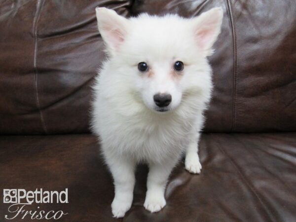 American Eskimo DOG Female White 24786 Petland Frisco, Texas