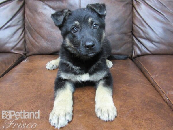 German Shepherd DOG Female Black and Tan 24785 Petland Frisco, Texas