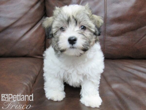 Havanese DOG Female BROWN WHITE 24771 Petland Frisco, Texas