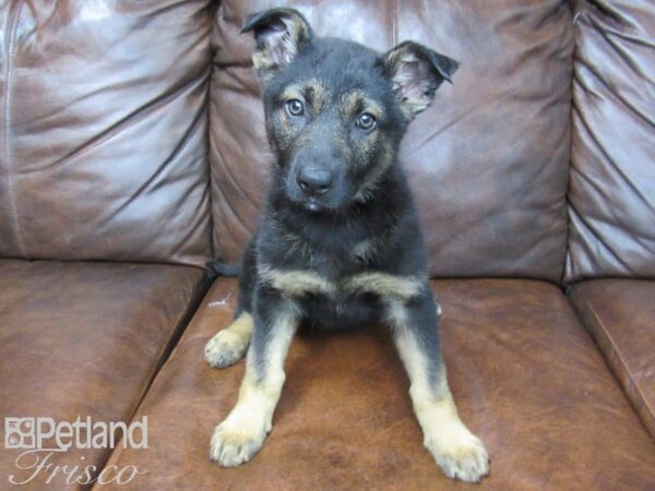 German Shepherd DOG Female Black and Tan 24784 Petland Frisco, Texas