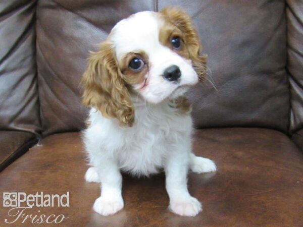 Cavalier King Charles Spaniel DOG Female BLENHEIM 24782 Petland Frisco, Texas