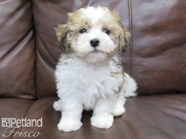 Havanese DOG Female BROWN WHITE 24770 Petland Frisco, Texas