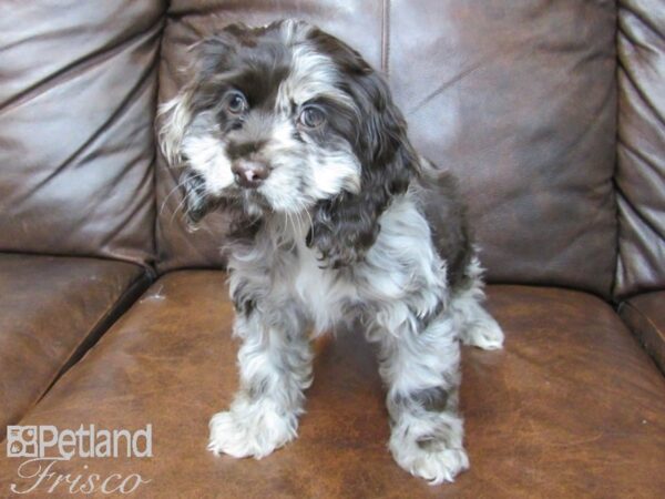Cocker Spaniel-DOG-Female-CHOCOLATE MERLE-24769-Petland Frisco & Mckinney, Texas