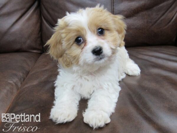 Cava Chon DOG Female BLENHEIM 24781 Petland Frisco, Texas