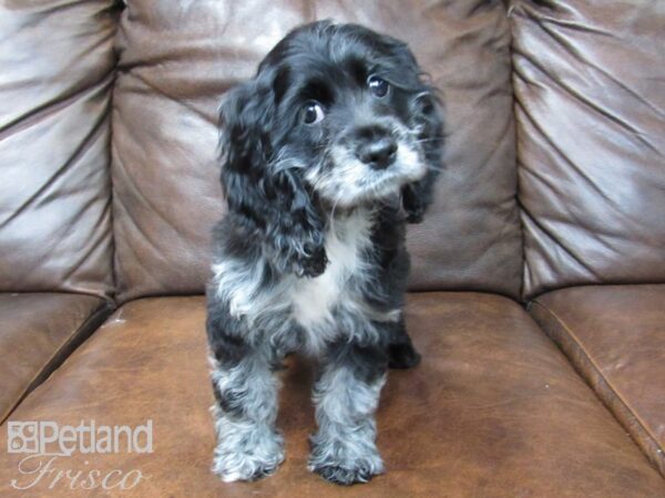 Cocker Spaniel DOG Female BLUE MERLE 24768 Petland Frisco, Texas