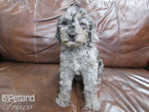 F2 ST Goldendoodle DOG Female Blue Merle 24767 Petland Frisco, Texas