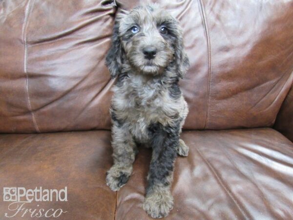 F2 ST Goldendoodle DOG Female Blue Merle 24764 Petland Frisco, Texas