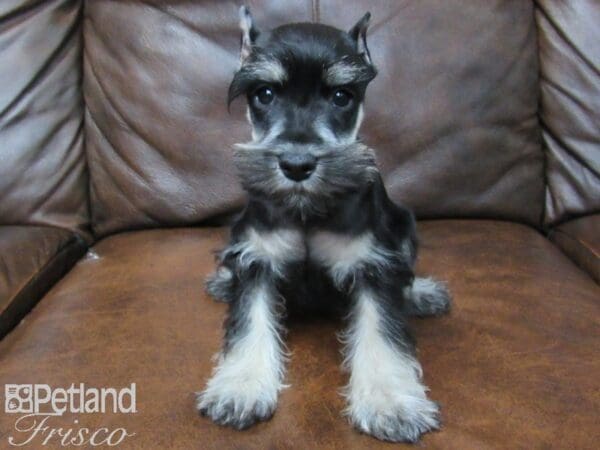 Miniature Schnauzer-DOG-Male-BLK SILVER-24870-Petland Frisco, Texas