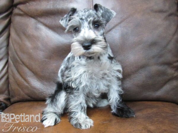 Miniature Schnauzer DOG Male BLUE MERLE 24869 Petland Frisco, Texas