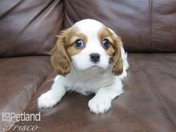 Cavalier King Charles Spaniel-DOG-Male-BLENHEIM-24868-Petland Frisco & Mckinney, Texas
