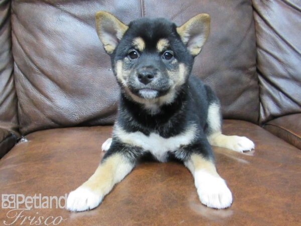 Shiba Inu-DOG-Female-BLK TAN-24867-Petland Frisco & Mckinney, Texas