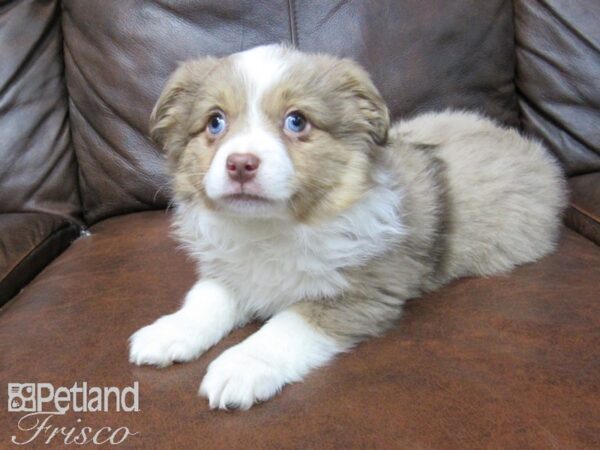 Miniature Australian Shepherd DOG Female RED MERLE 24866 Petland Frisco, Texas