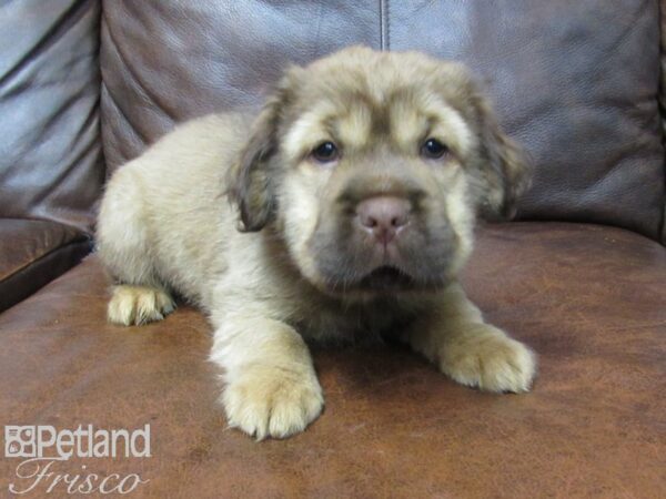 Mini Hippo-DOG-Female-RED-24865-Petland Frisco & Mckinney, Texas