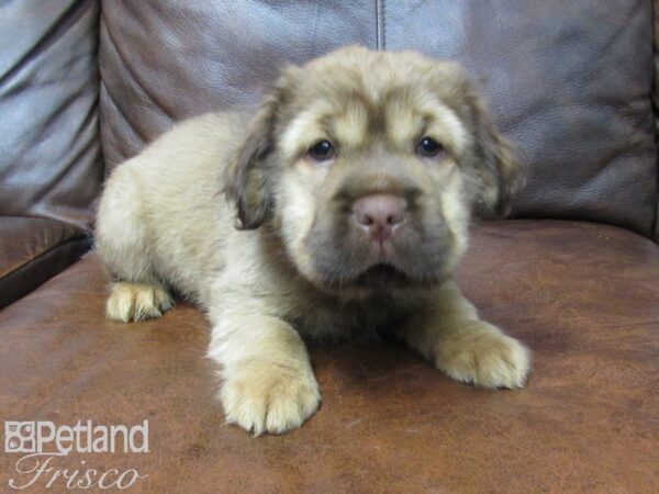 Mini Hippo-DOG-Female-RED-24865-Petland Frisco, Texas