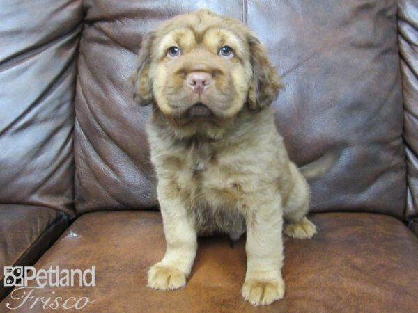 Mini Hippo DOG Male BUFF 24864 Petland Frisco, Texas