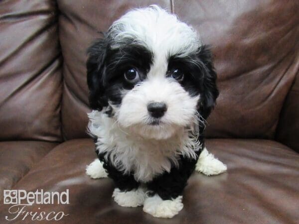 Petite Bernidoodle-DOG-Female-Black tan-24863-Petland Frisco, Texas