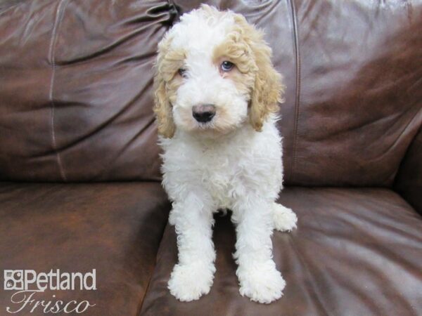 Goldendoodle DOG Male Apricot 24862 Petland Frisco, Texas