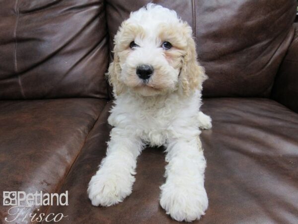 Goldendoodle-DOG-Female-Apricot-24861-Petland Frisco & Mckinney, Texas