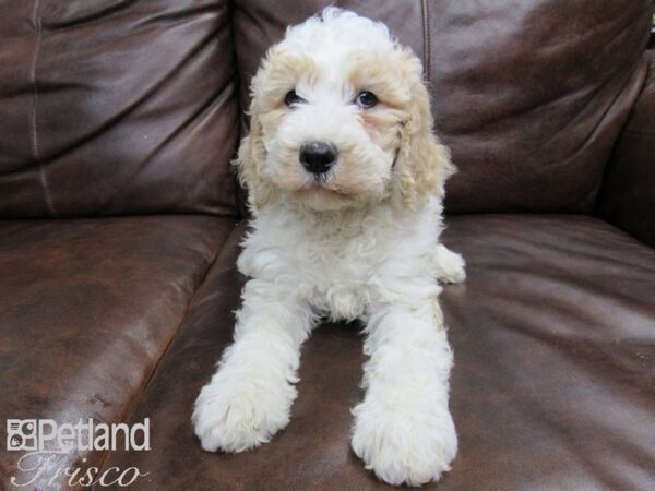 Goldendoodle DOG Female Apricot 24861 Petland Frisco, Texas